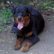 Photo de Rottweiler