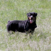 Photo de Rottweiler