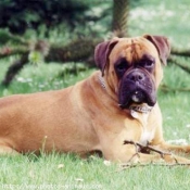 Photo de Boxer