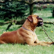 Photo de Boxer