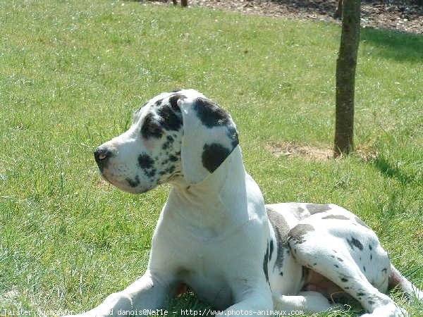 Photo de Dogue allemand