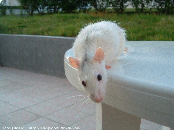 Photo de Rat