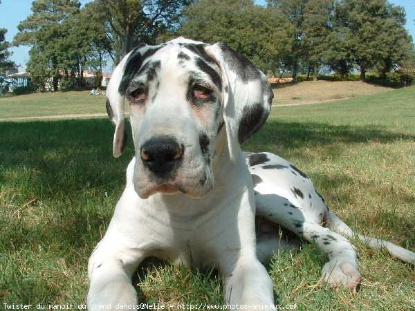 Photo de Dogue allemand