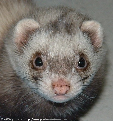 Photo de Furet