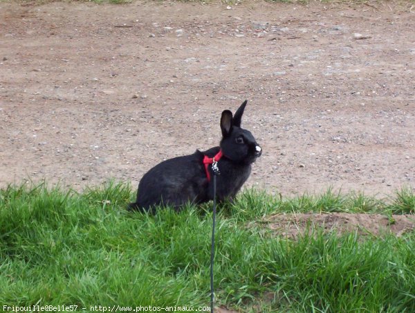 Photo de Lapin