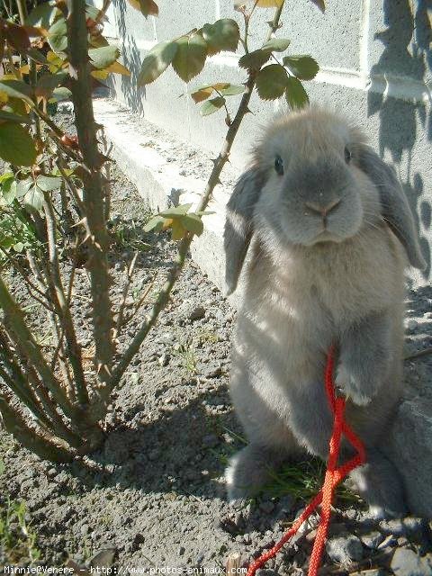 Photo de Lapin