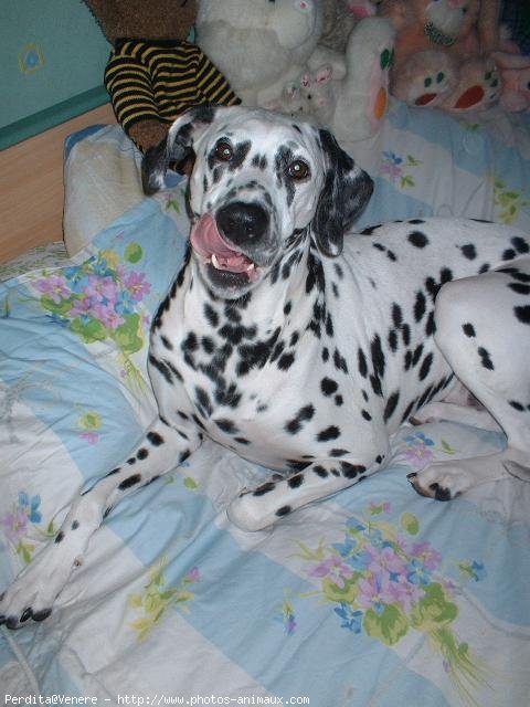 Photo de Dalmatien