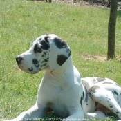 Photo de Dogue allemand