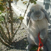 Photo de Lapin