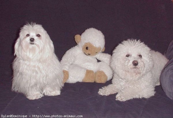 Photo de Bichon maltais