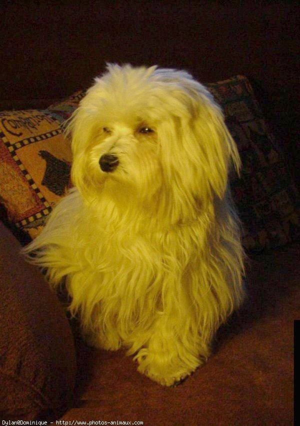 Photo de Bichon maltais