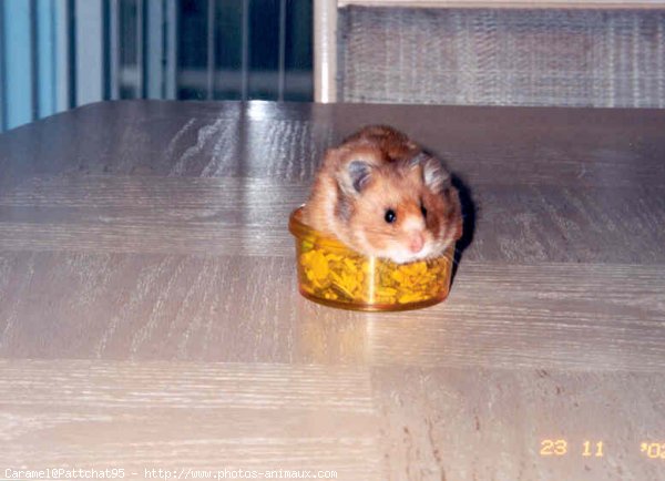 Photo de Hamster