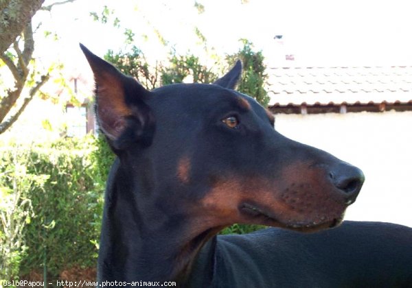 Photo de Dobermann