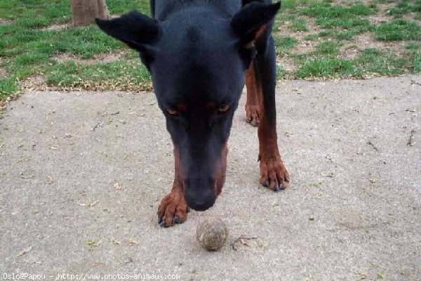 Photo de Dobermann