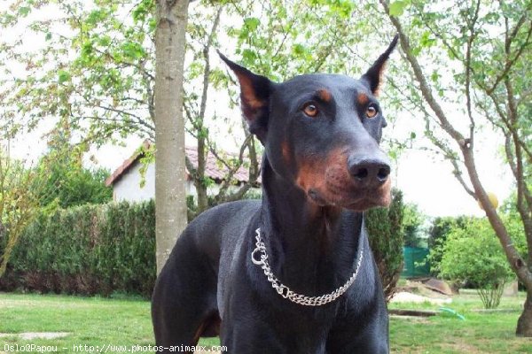 Photo de Dobermann