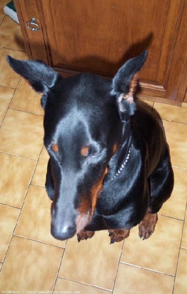 Photo de Dobermann