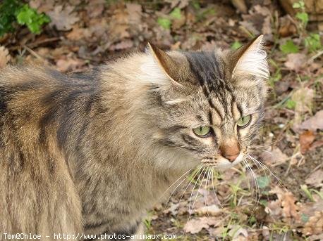 Photo de Chat domestique