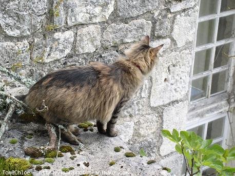 Photo de Chat domestique