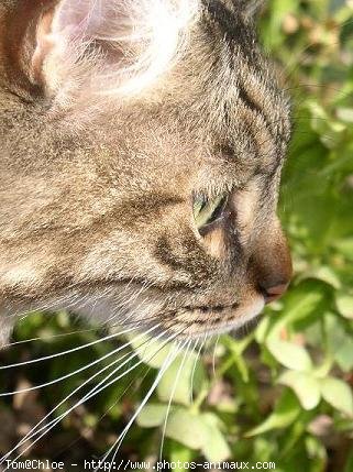 Photo de Chat domestique