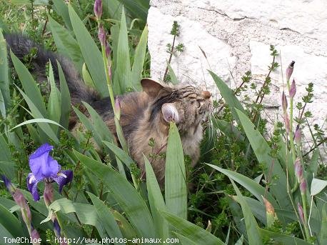 Photo de Chat domestique