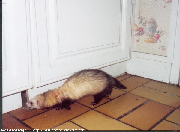 Photo de Furet