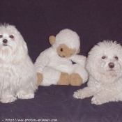 Photo de Bichon maltais