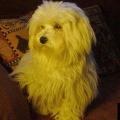 Photo de Bichon maltais