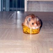 Photo de Hamster