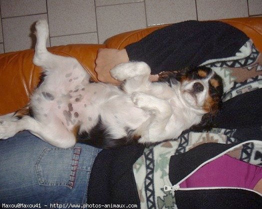 Photo de Cavalier king charles spaniel