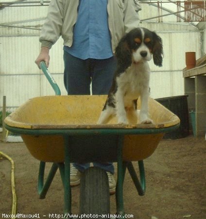 Photo de Cavalier king charles spaniel