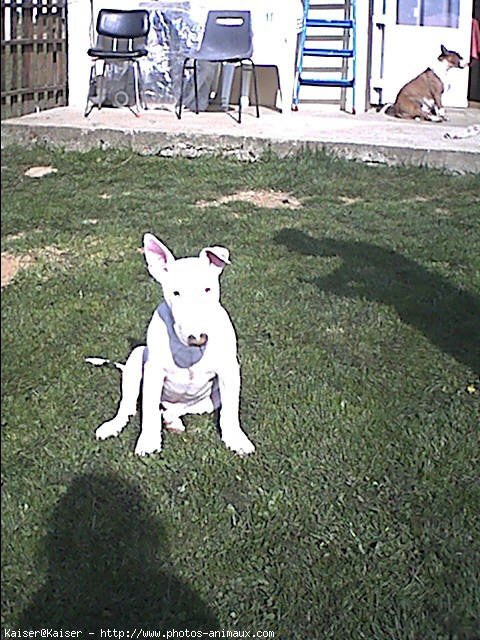 Photo de Bull terrier miniature