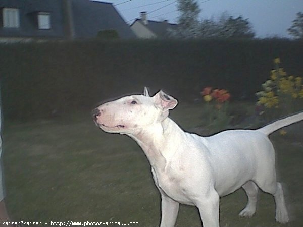 Photo de Bull terrier miniature