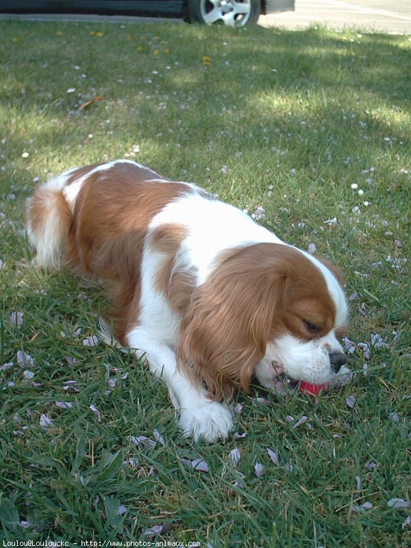 Photo de Cavalier king charles spaniel