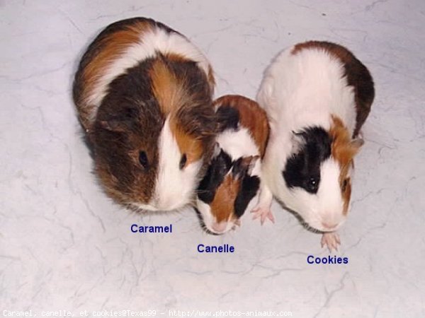 Photo De Cochon D Inde Caramel Canelle Et Cookies N Sur Photos Animaux Com