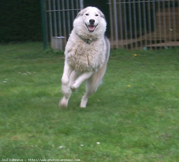 Photo de Husky siberien