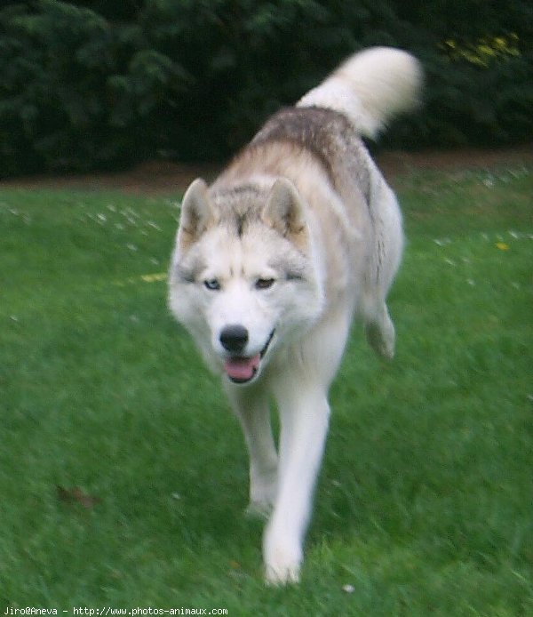 Photo de Husky siberien