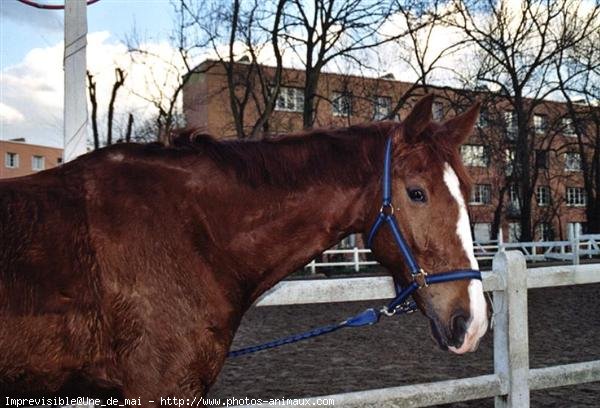 Photo de Trotteur franais