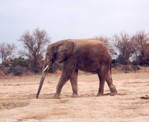 Photo d'Elphant d'afrique