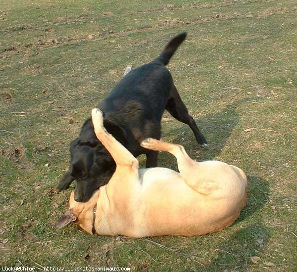 Photo de Labrador retriever