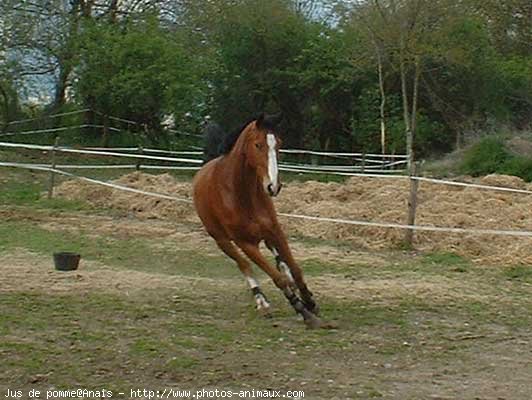 Photo de Selle franais