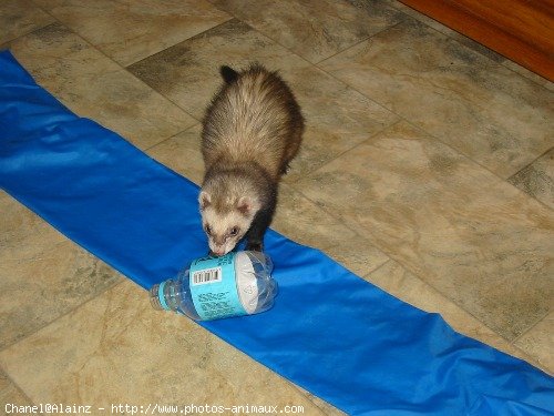 Photo de Furet