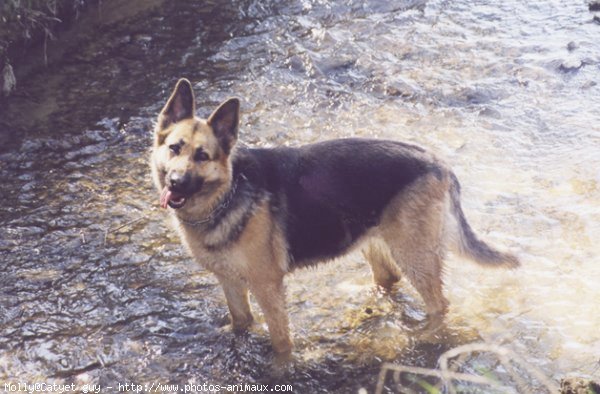 Photo de Berger allemand  poil court