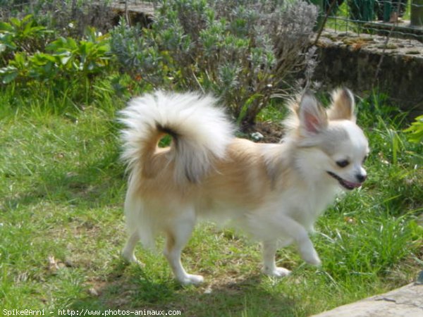 Photo de Chihuahua  poil court