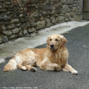 Photo de Golden retriever