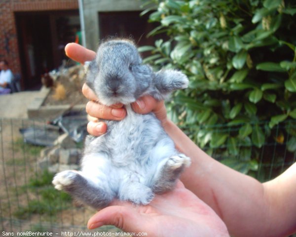 Photo de Lapin