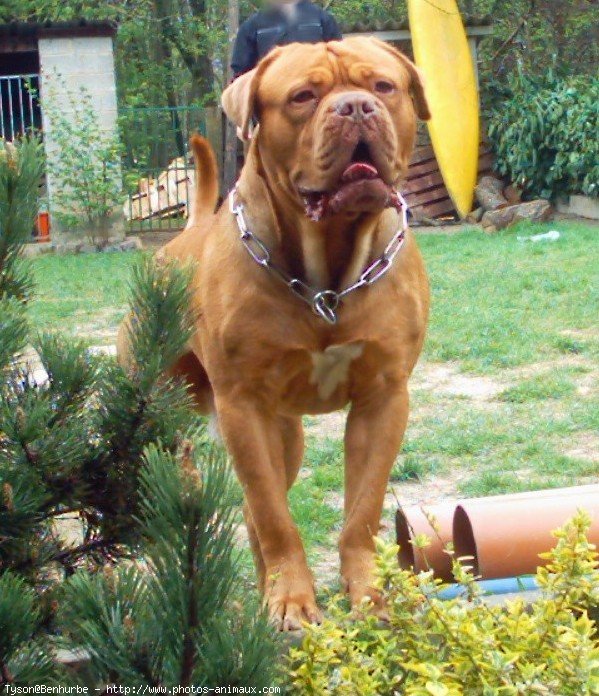 Photo de Dogue de bordeaux