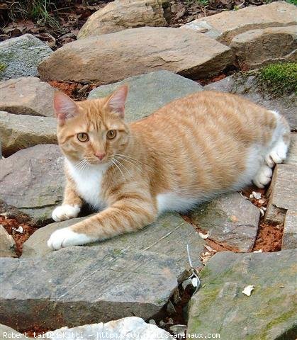 Photo d'American shorthair