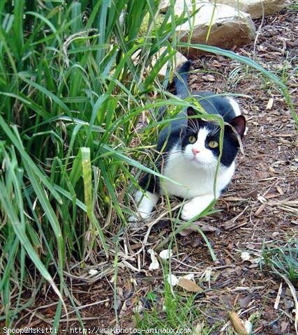 Photo d'American shorthair