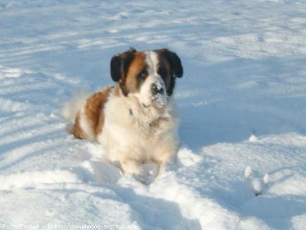 Photo de Saint-bernard poil long