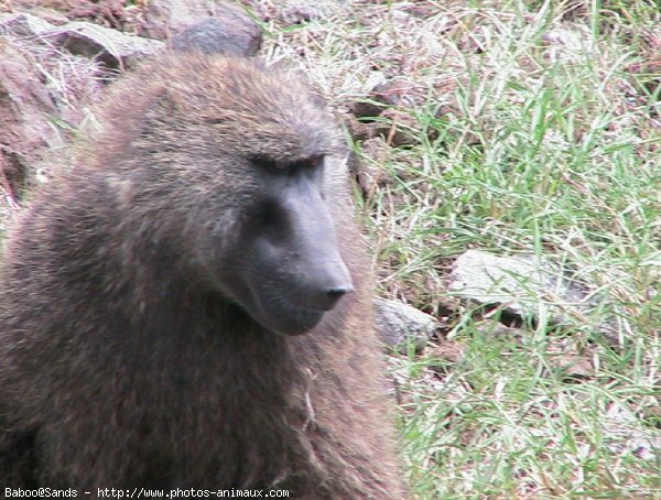 Photo de Singe - baboin